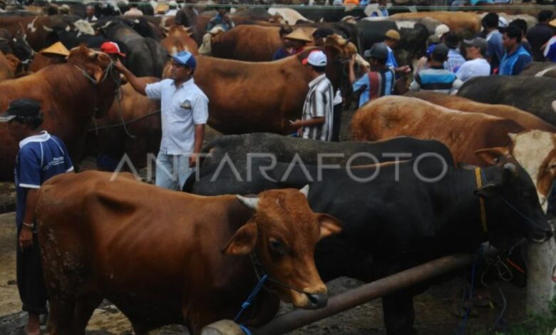 Mau beli hewan kurban? Perhatikan 7  hal penting ini
